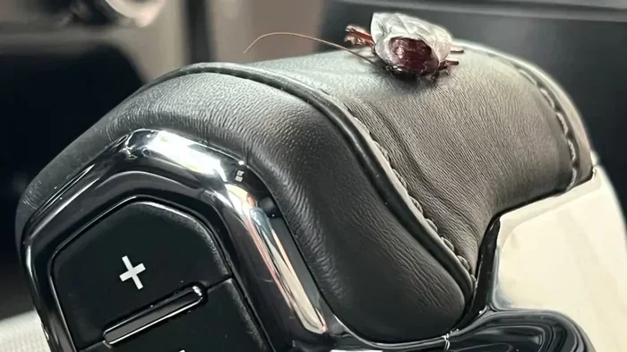 Can You Bug Bomb a Car Here Is What You Need To Know