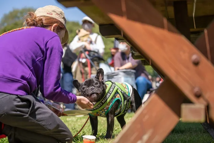 Bulldog Bash Stratford-upon-Avon: The Ultimate Event Guide