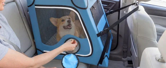 Can I Bring My Dog to Canada by Car Your Ultimate Guide